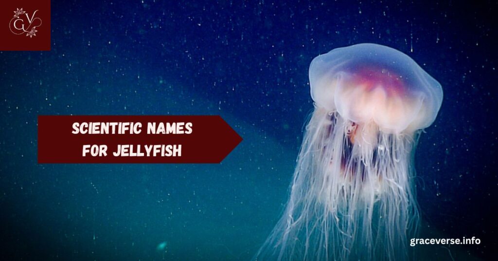Scientific Names for Jellyfish